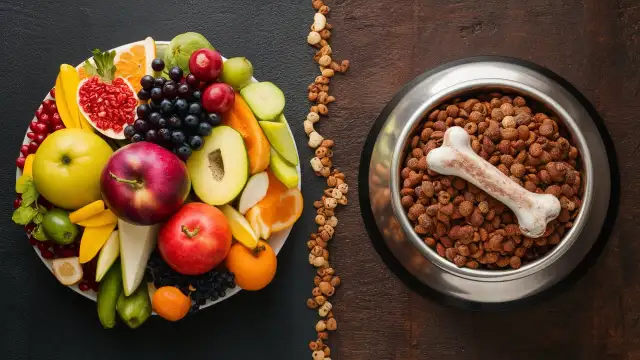 A comparison of two food images alongside a bone, highlighting the differences between human and canine diets.