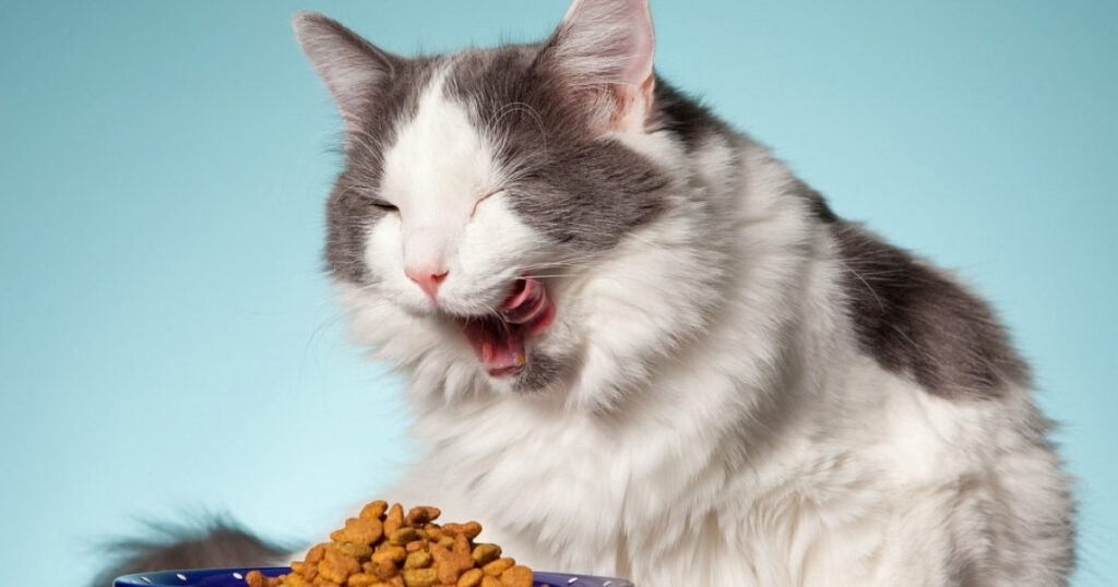 A cat yawning while eating from a bowl, highlighting the potential risks of feeding whipped cream to cats.