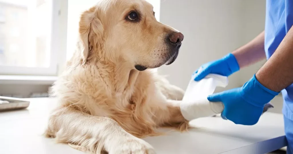 A veterinarian examines a dog, highlighting the concern of how long it takes for a dog’s broken bone to heal.