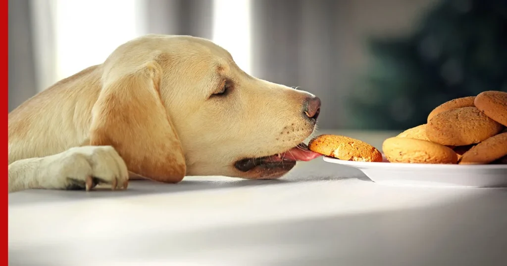 A dog happily munches on a cookie placed on a plate, illustrating "What Kind of Snacks Can Dogs Eat?