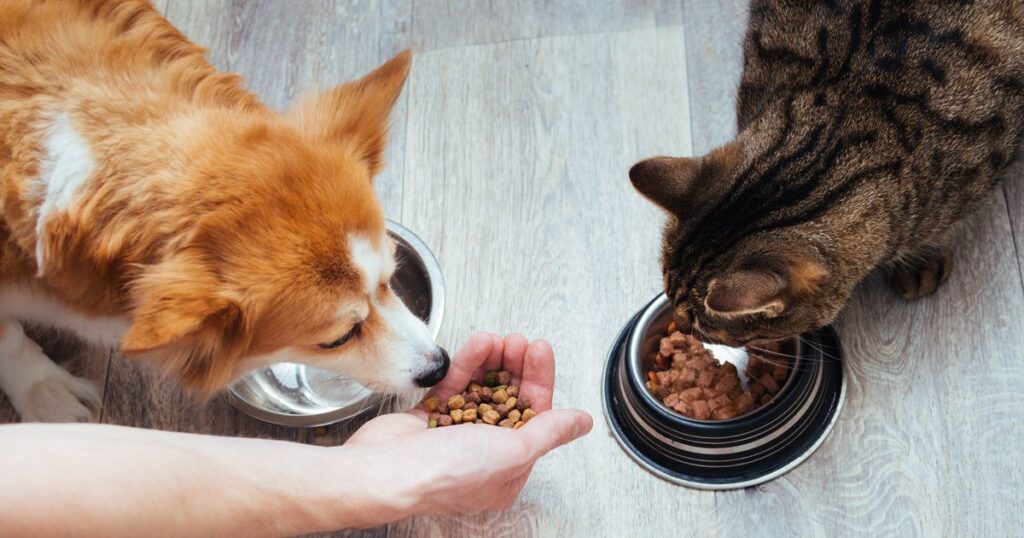 A dog and cat share a meal, each eating from their bowls, highlighting the question: Why Can't Dogs Eat Vienna Sausages?