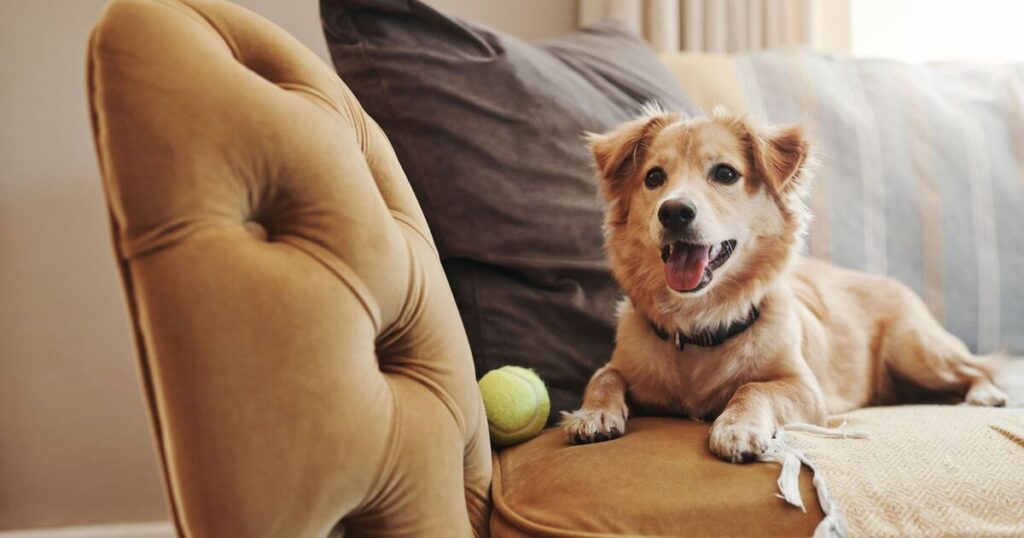 A dog sits on a couch with a ball, illustrating the challenge of pet odors: Why Is It Hard to Get Pet Smells Out of Couch?