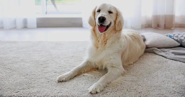 A golden retriever dog sitting on the floor, embodying the essence of home and comfort while offering tips for removing dog odors.