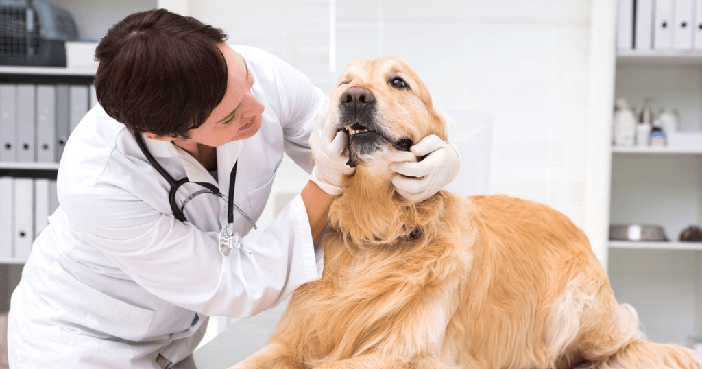 A woman examines a dog's teeth, highlighting the importance of preventative measures and regular maintenance for pet health.