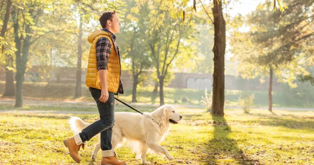 A man walks his dog in the park, illustrating the bond between pets and their owners while considering how long it takes for a dog’s bones to fully develop.