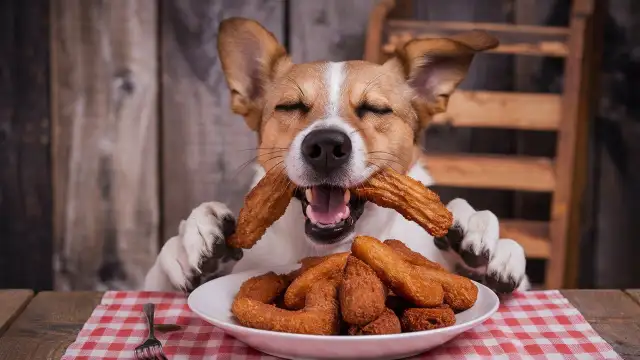 A dog enjoying a piece of fried chicken, highlighting potential risks of feeding pets human food.