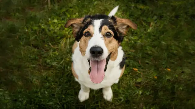  A dog stands in the grass with its tongue out, joyfully evaluating Colby Jack cheese for dogs.