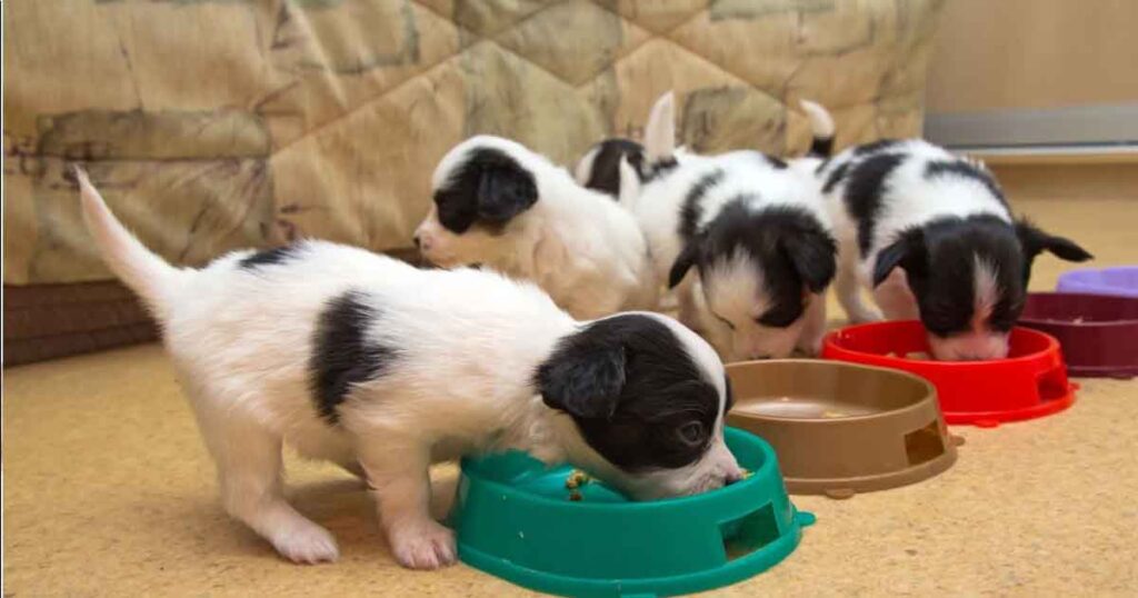 A group of playful puppies eagerly eating from their bowls, highlighting the joy of pet ownership and the cost to purchase a puppy from a breeder.