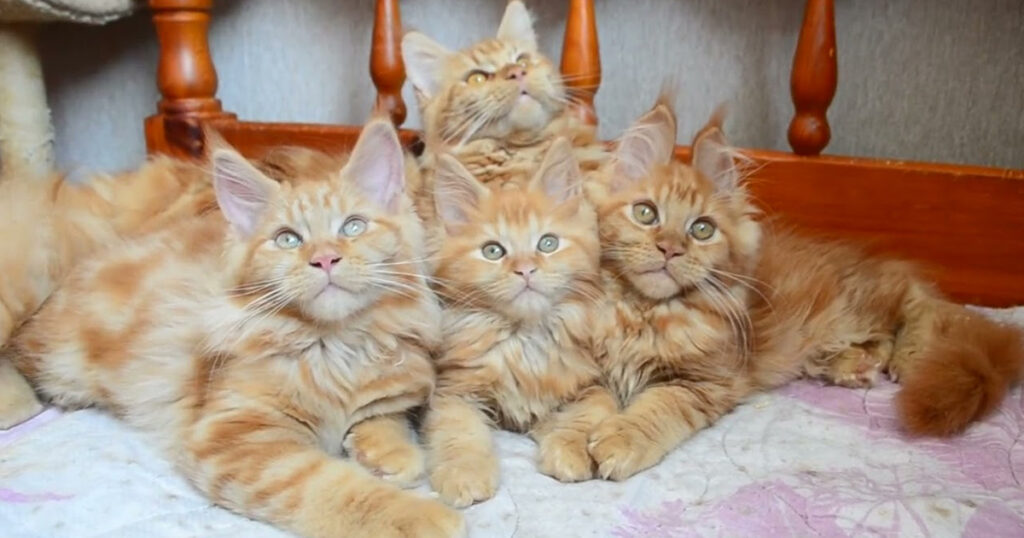 Four orange kittens resting on a bed, showcasing their playful nature after the birth of their adorable litter.