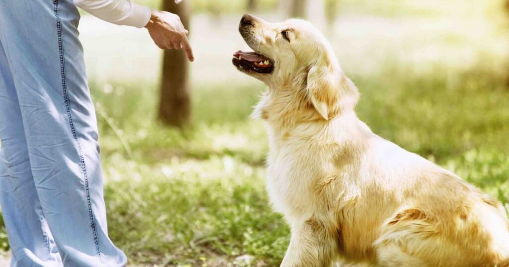 A dog is being trained to walk on a leash, illustrating the importance of obedience in dog sitting.
