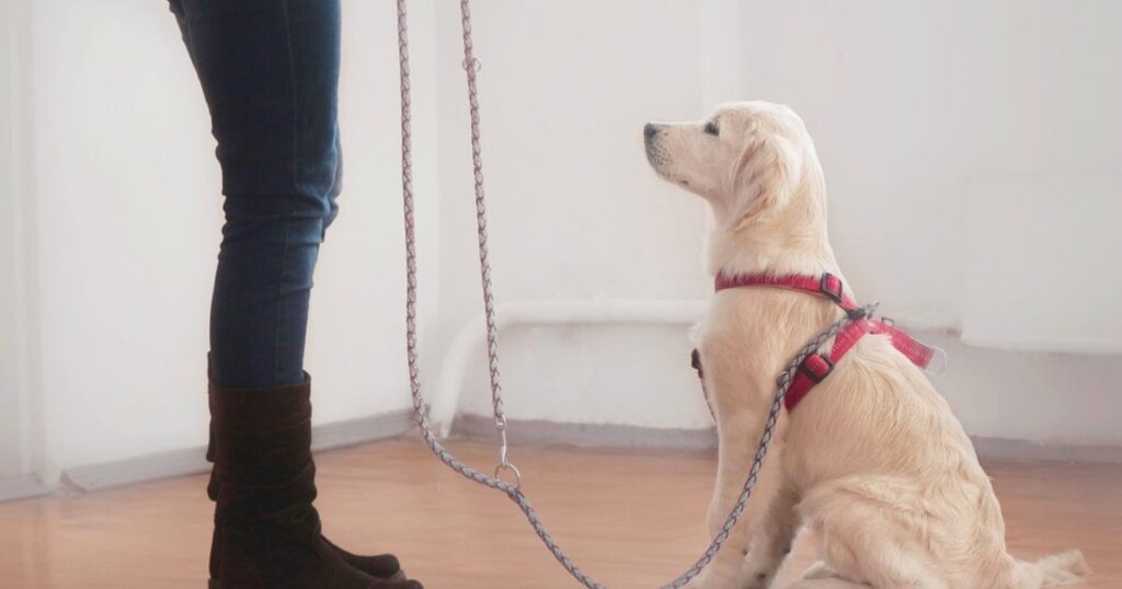 A dog learns to walk on a leash, showcasing alternatives to professional dog sitting for training at home.