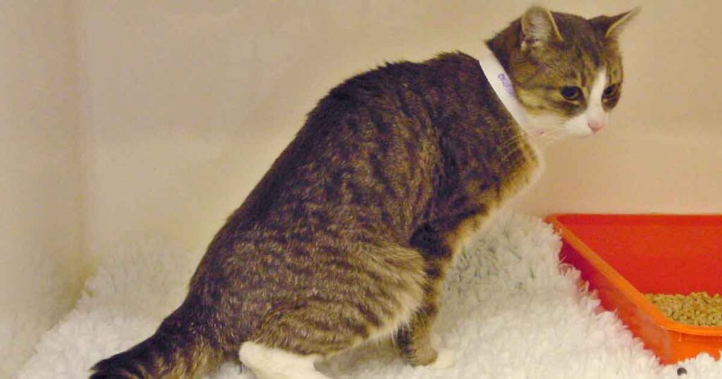 A cat stands on a white rug inside a kennel, symbolizing the nurturing aspect of feline pregnancy.