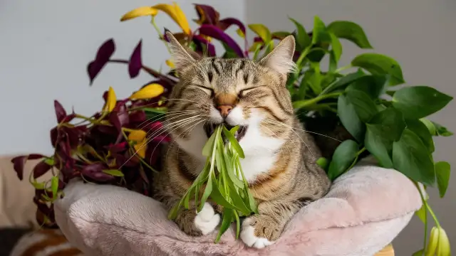 A cat enjoying leaves from a plate, illustrating how to choose the best catnip products for your feline friend.
