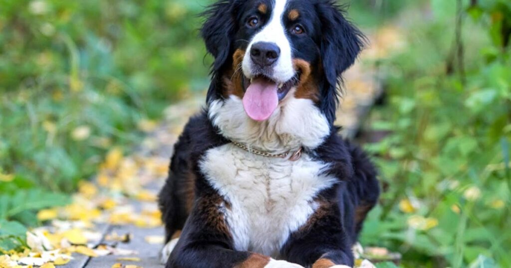 A Bernese Mountain Dog sitting on a wooden path in the woods, highlighting the ongoing costs to own this breed.