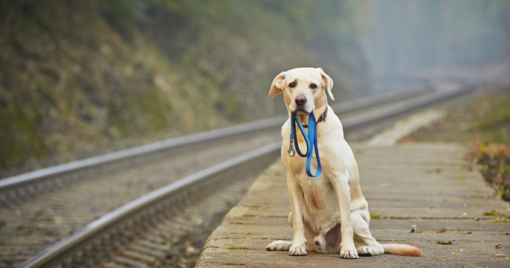 A dog on a railroad track with a leash, illustrating what NOT to use as a deodorizer for dogs in outdoor settings.