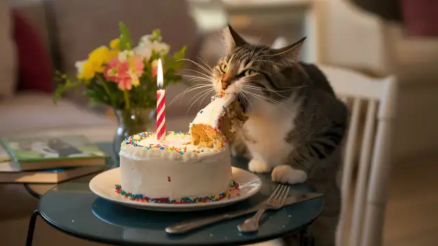 A cat enjoys a birthday cake with a candle, highlighting the connection between vanilla cake and cat health.