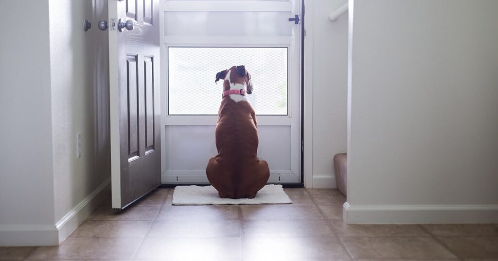 A dog sitting on the floor, gazing out the door, embodying the essence of tackling stubborn pet odors in the home.