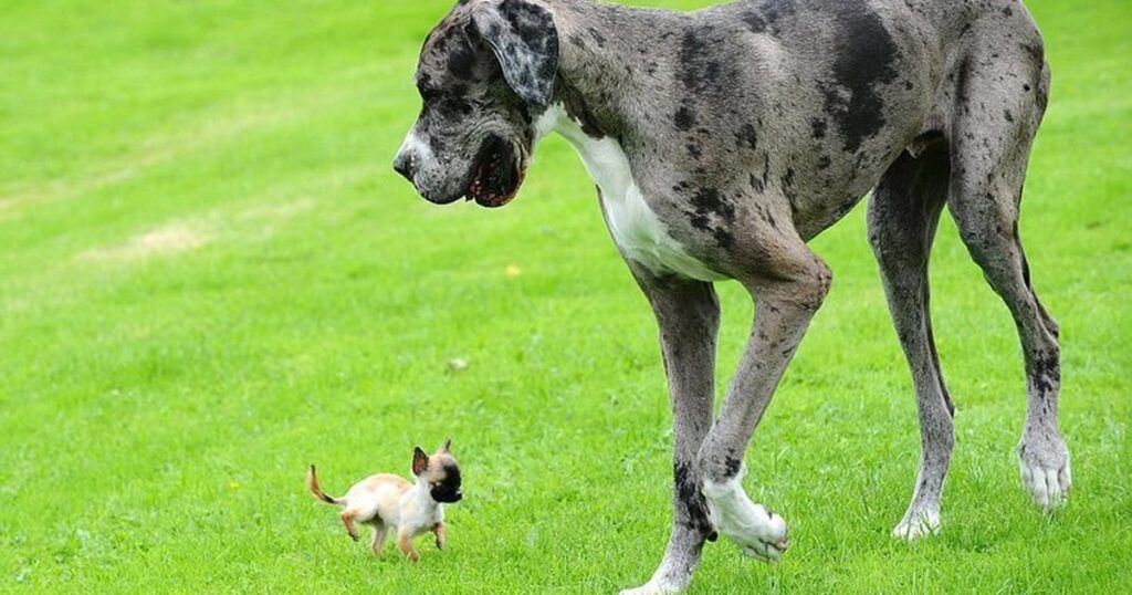 A dog and a small dog stand together in the grass, showcasing the diversity of canine anatomy. Fun Fact: What animal has the most bones?