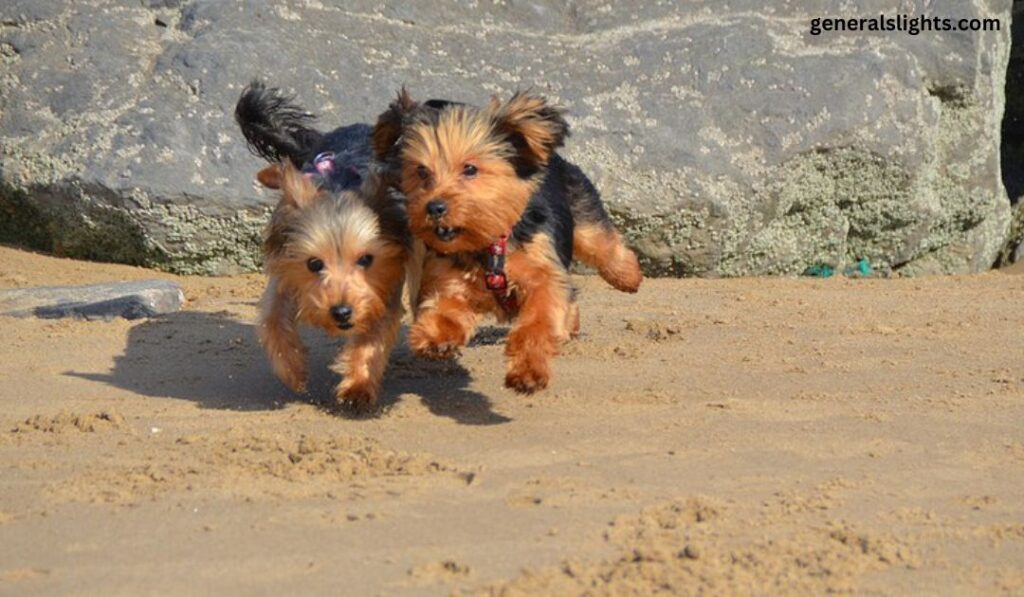 caring-for-a-parti-colored-yorkies-coat