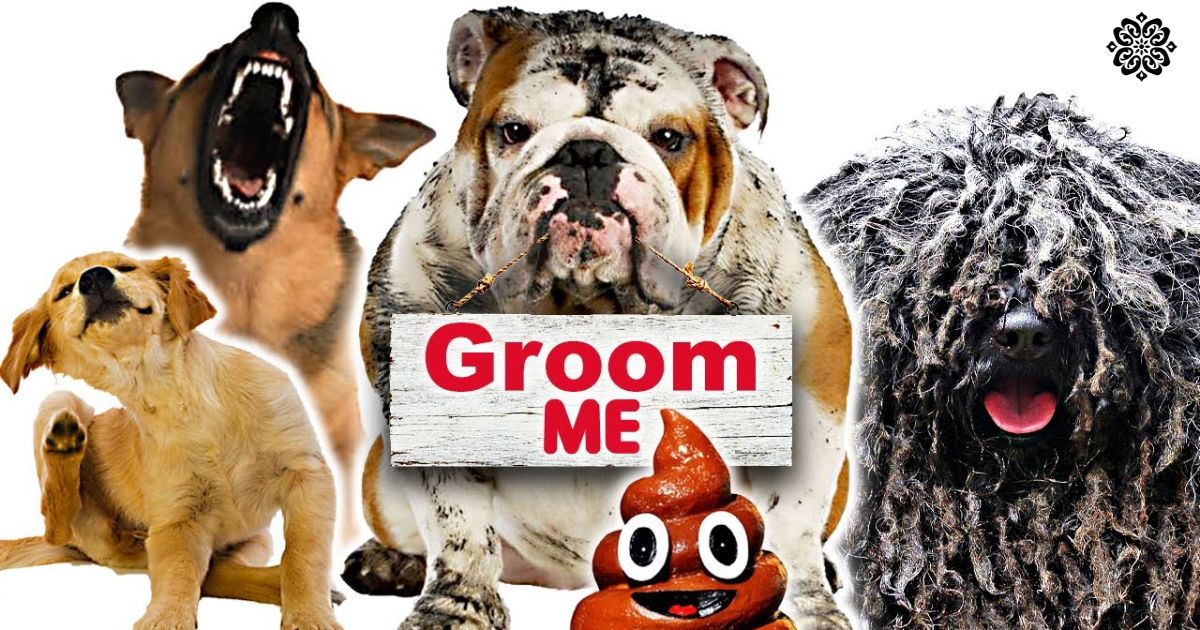 cost-to-groom-17-lb-dog-ontario-canada