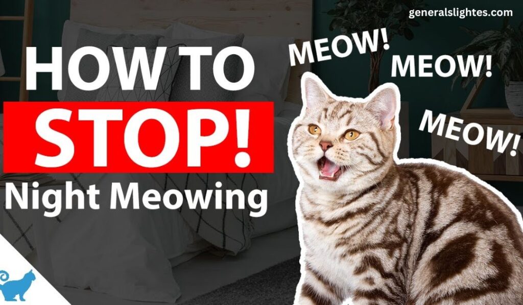 how-to-stop-night-meowing