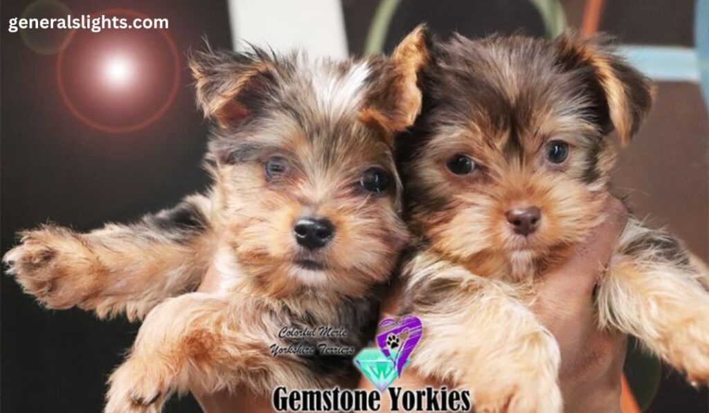 parti-colored-yorkies