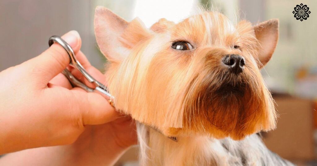 popular-grooming-services-and-their-costs-in-ontario