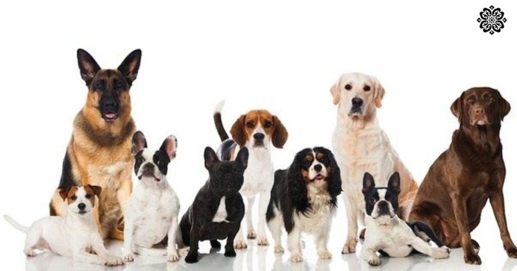 special-considerations-for-grooming-different-breeds-in-ontario