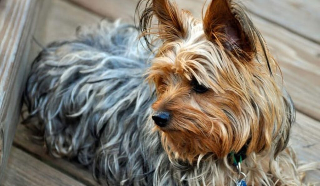 the-role-of-genetics-in-yorkie-coat-colors