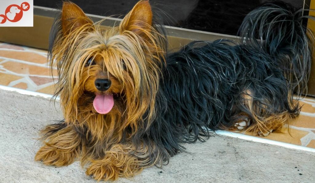 the-traditional-appeal-of-black-and-tan-yorkies