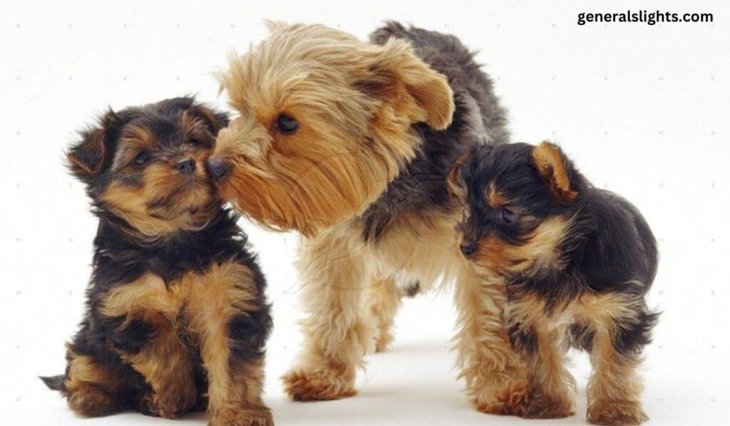 what-are-parti-colored-yorkie-puppies