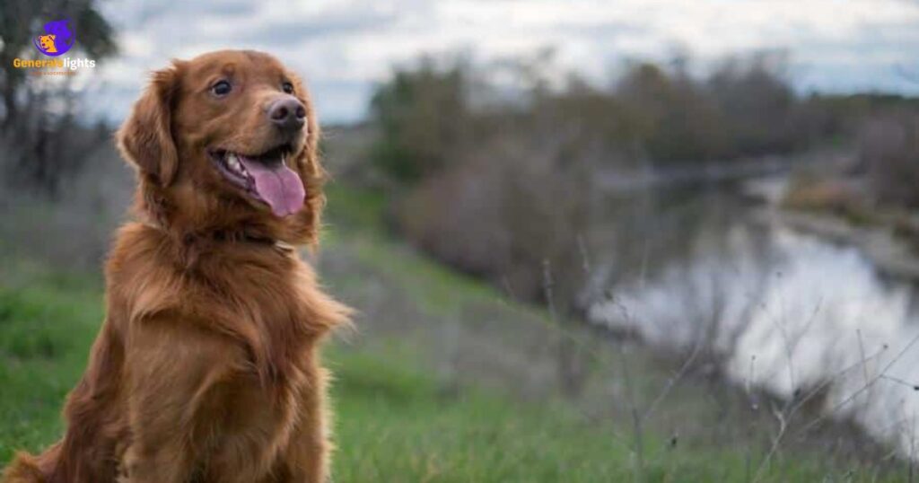 What to Feed an Irish Setter Golden Retriever Mix