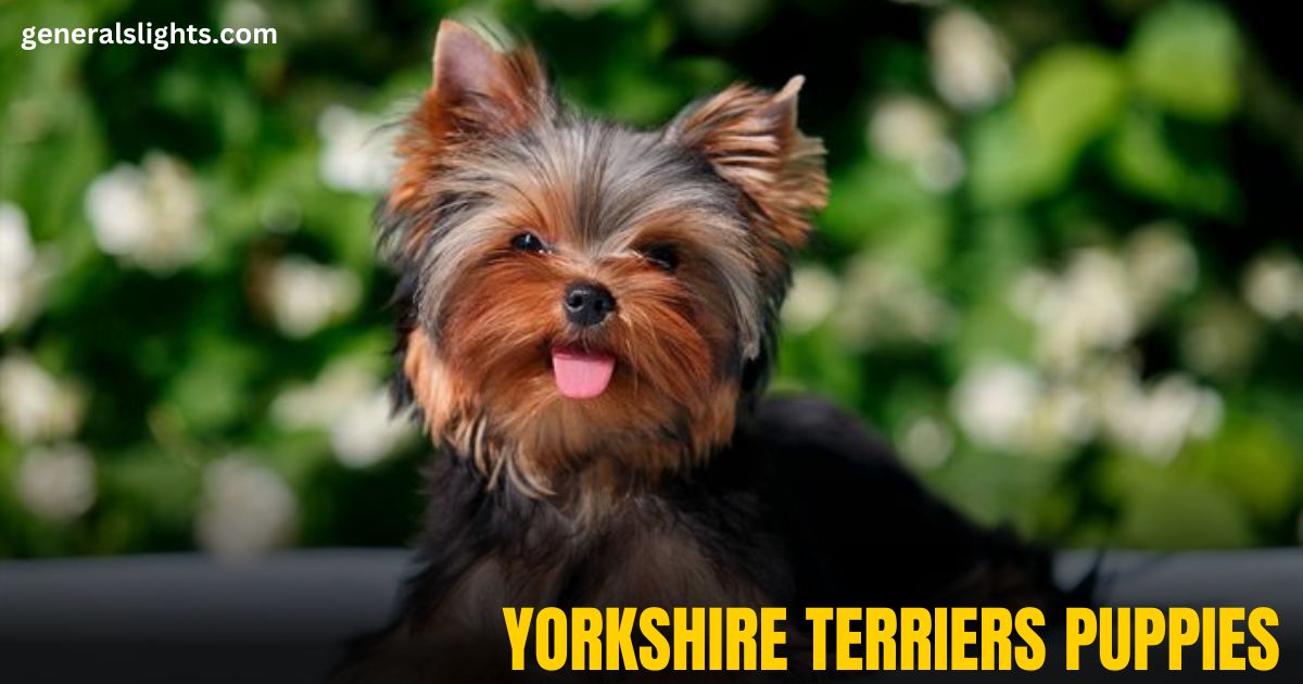 yorkshire-terriers-puppies