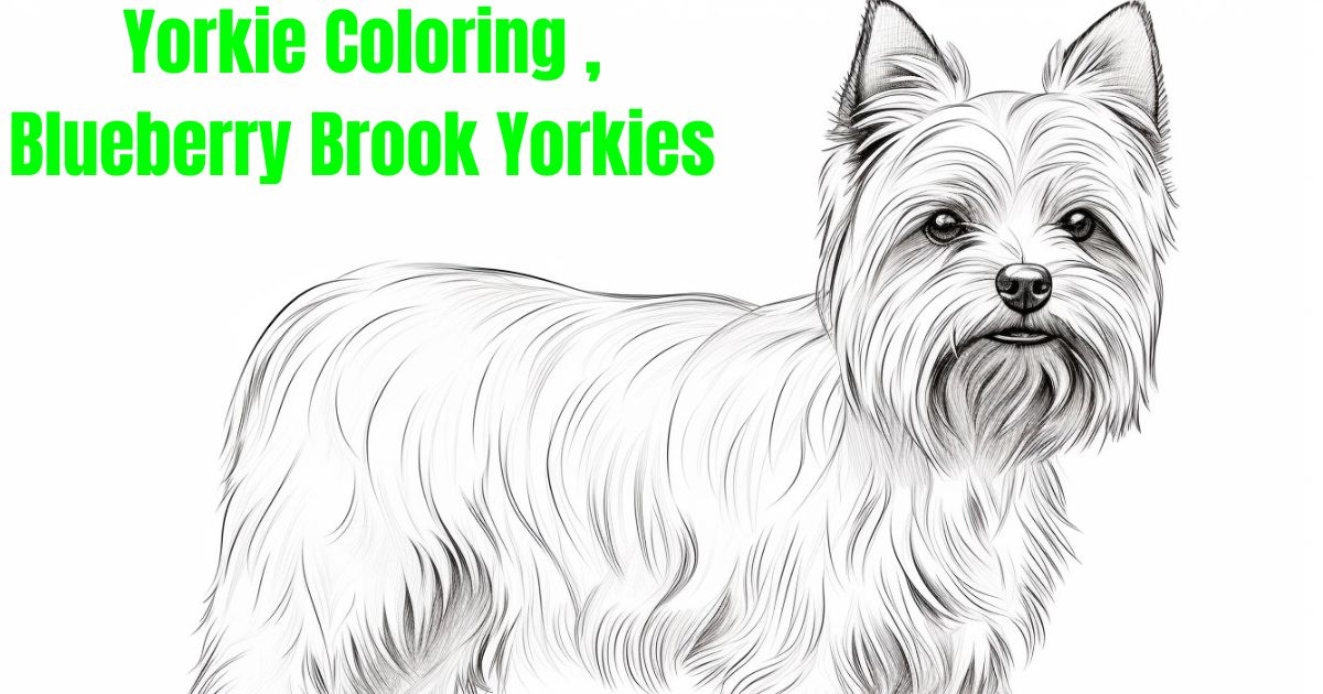 yorkie-coloring-blueberry-brook-yorkies