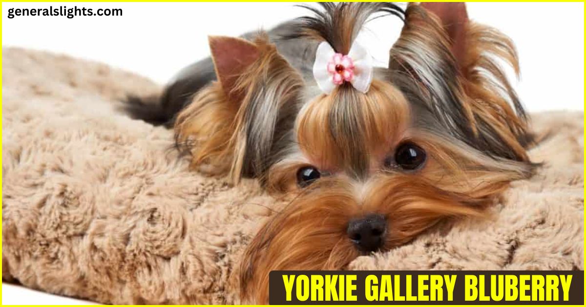 yorkie-gallery-blueberry-brook-yorkies