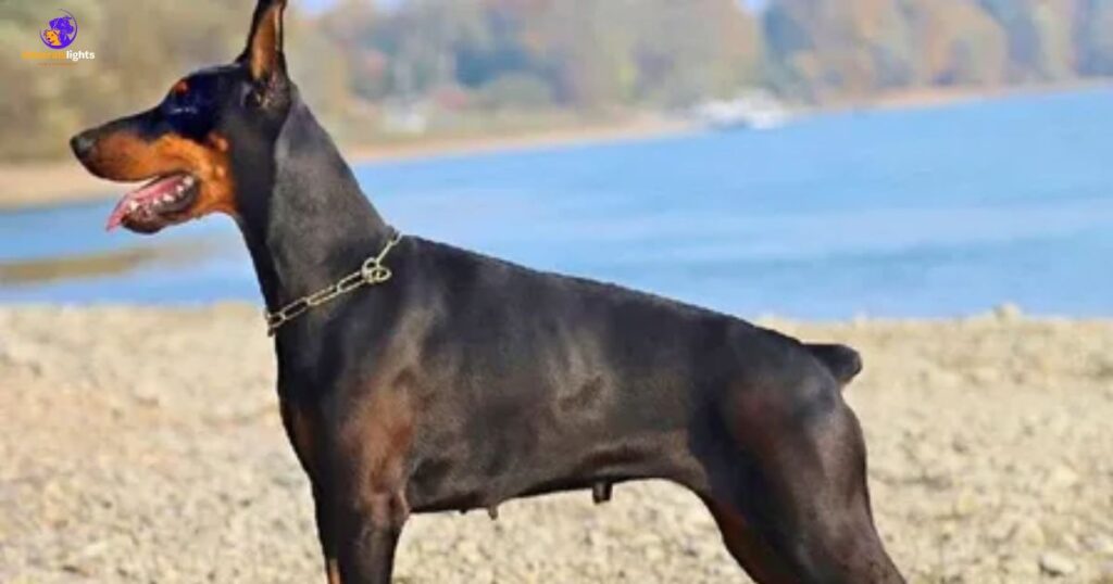 doberman-pinscher-overview