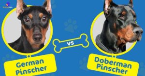 german-pinscher-vs-doberman