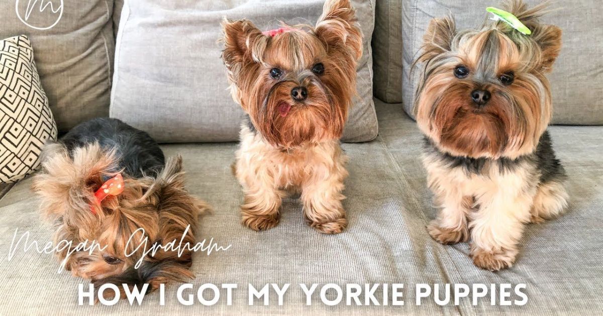 how-much-does-a-yorkie-puppy-cost