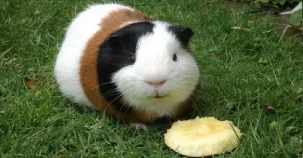 additional-benefits-of-cantaloupe-for-guinea-pigs