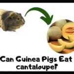 can-guinea-pigs-eat-cantaloupe