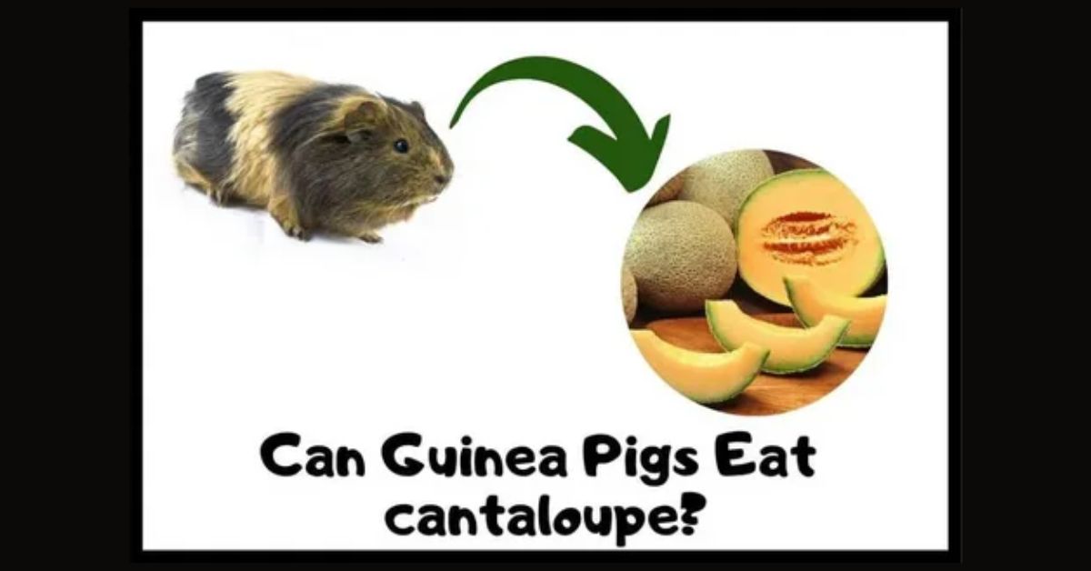 can-guinea-pigs-eat-cantaloupe